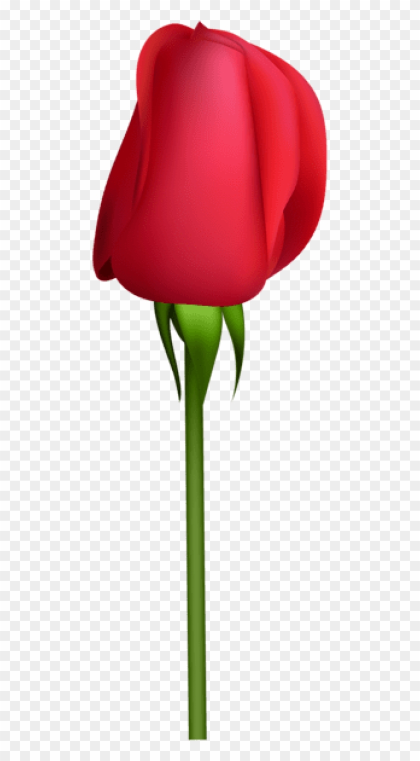 Free Png Download Rose Bud Transparent Png Images Background - Clipart Picture Of Bud