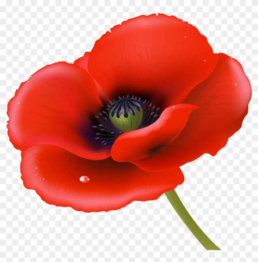 Woodbridge Rugby Clubwoodbridge Club - November Poppy Png Clipart