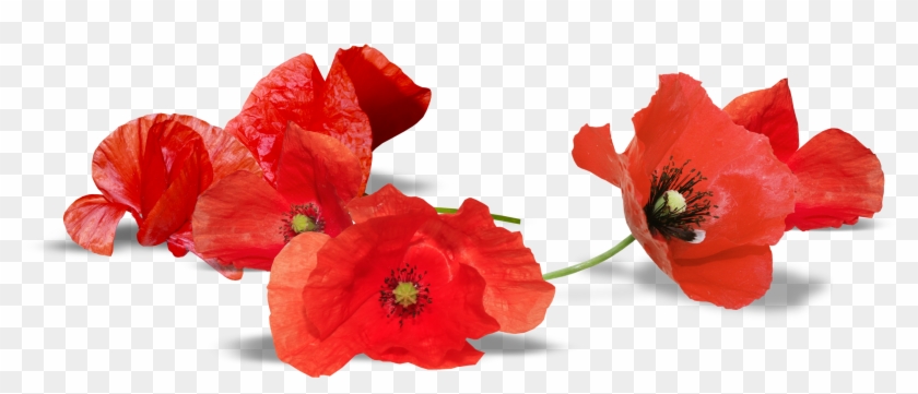 U-2732399954, Red Poppy, Quality Penelope Herman - Australian Remembrance Day Poppy Clipart
