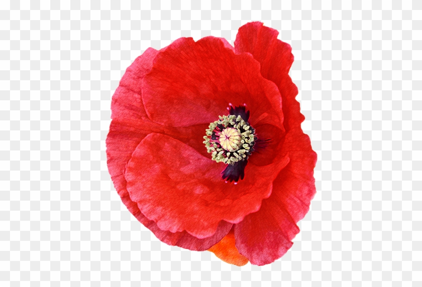 Click And Drag To Re-position The Image, If Desired - Corn Poppy Clipart