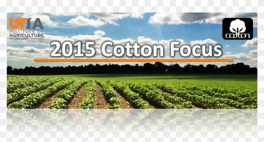 Variety Selection And Earliness Dr - Cash Crop Clipart