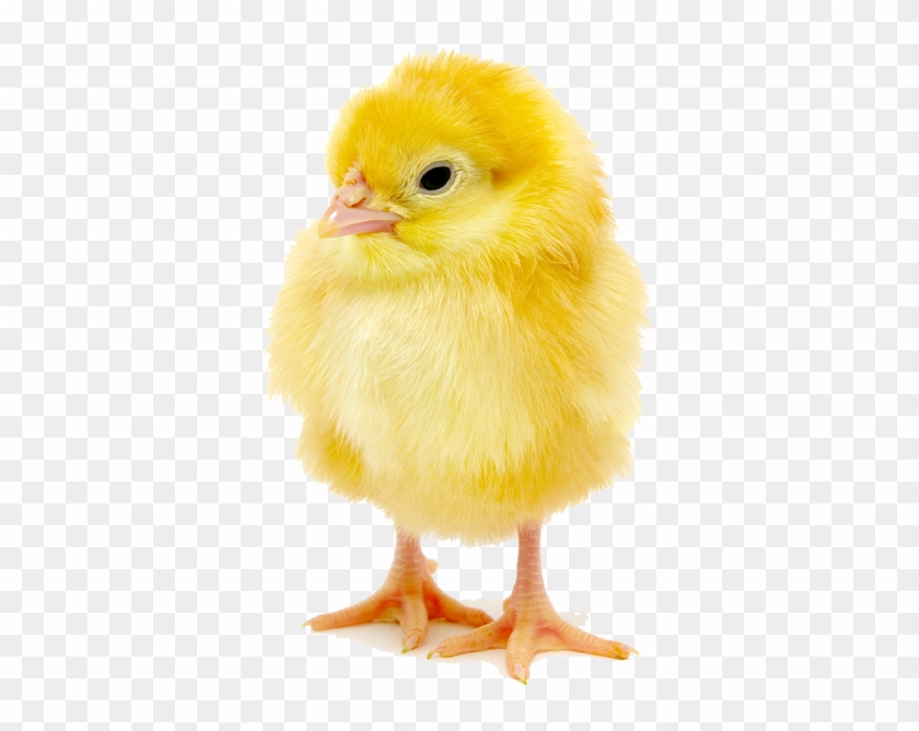 Baby Chick Copy 652x - Baby Chick Transparent Background Clipart #4146595
