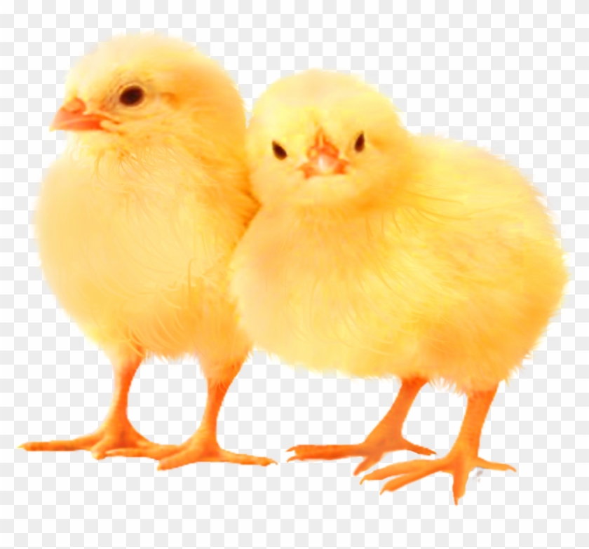 No Comment - Chicken Clipart #4146728