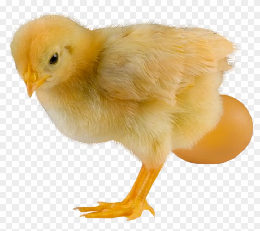 Baby Chickens Png Images For Create Picture - Chicken Clipart