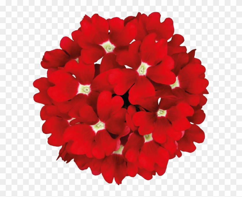 Temari Patio Red - Floral Design Clipart #4148825