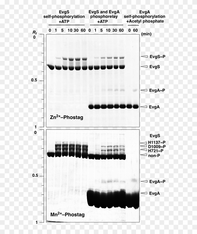 Bacterial Cells Possess Phosphotransfer Signaling Mechanisms - Monochrome Clipart #4149718
