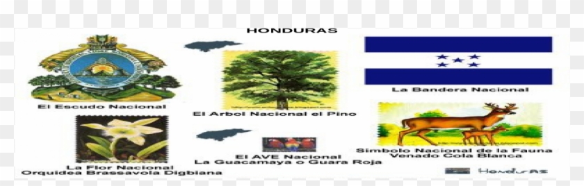 Sabal Palmetto Clipart