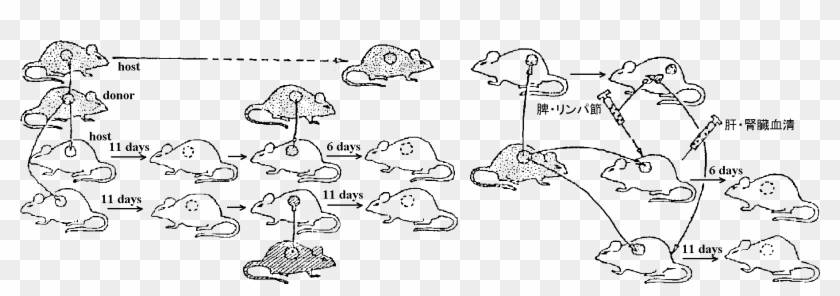 Immune 05 - Drawing Clipart #4156418