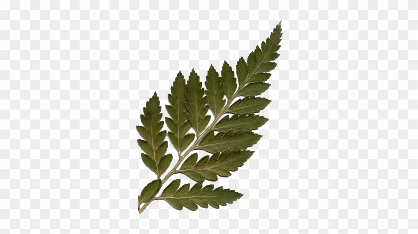 #leaf #tumblr #polyvore #stickers #png #aesthetic #freetoedit - Moodboard Fillers Png Clipart