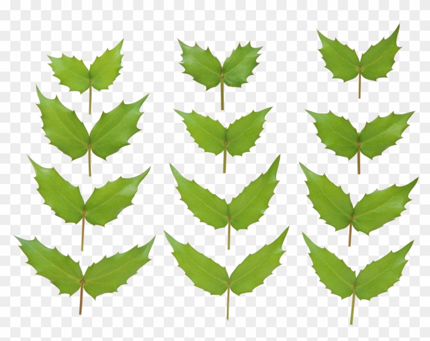 Green Leaves - Portable Network Graphics Clipart