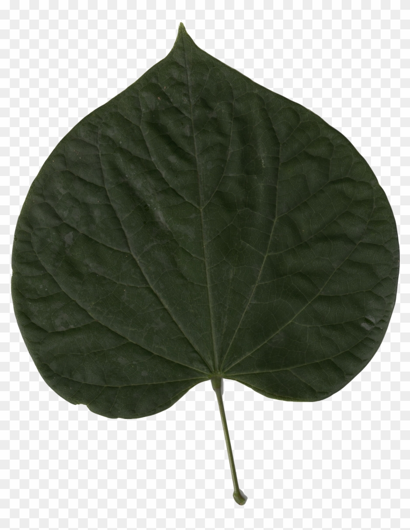 Cercis Canadensis Leaf - Red Bud Clipart #4157317