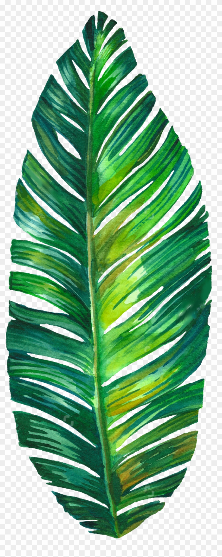 Palm Leaf Watercolor Png Clipart