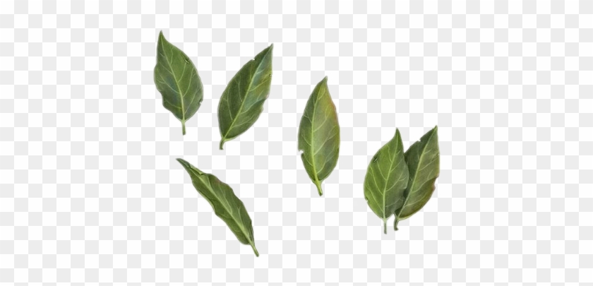 Moodboard Sticker - Buttonbush Clipart