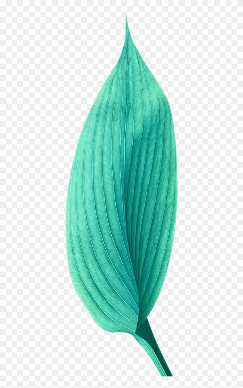 #yaprak #green #leaf #yeşil #aesthetic #tumblr #vintage - Iphone 6 Clipart