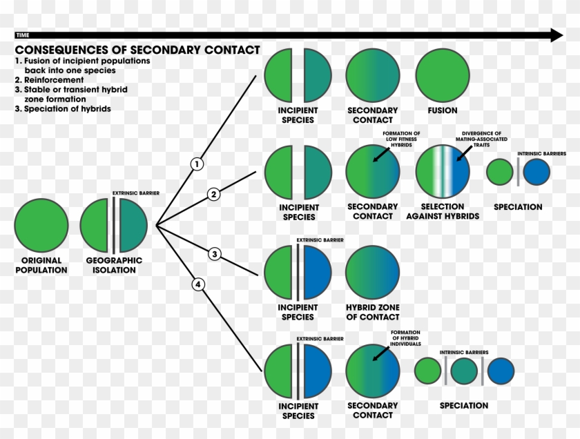 Consequences Of Secondary Contact Schematic - Secondary Contact Clipart #4160064