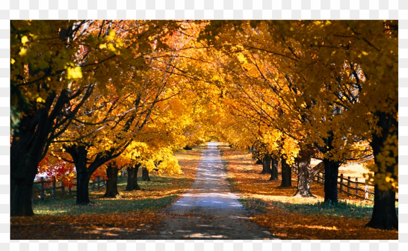 Score 50% - Autumn Trees Along A Road Clipart