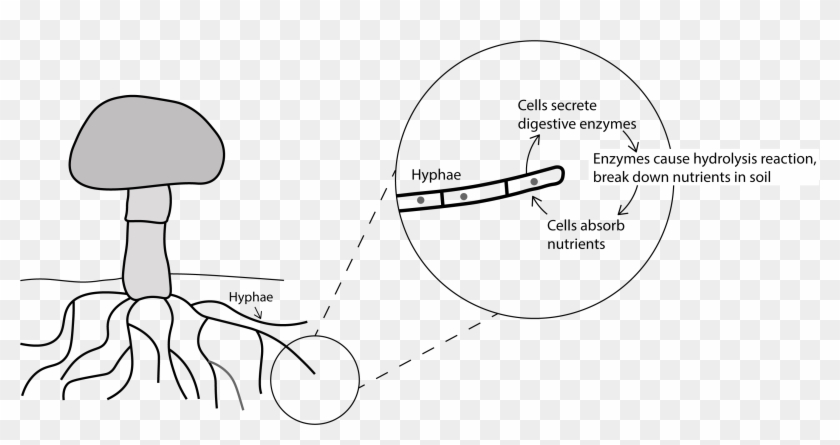 Fungi External Digestion - Fungi Digestion Clipart #4161347