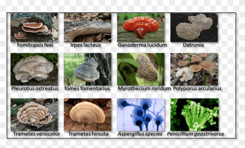 12 Types Of Fungi Which Are Used For The Food Dye Adsorption - Agaric Clipart #4161457