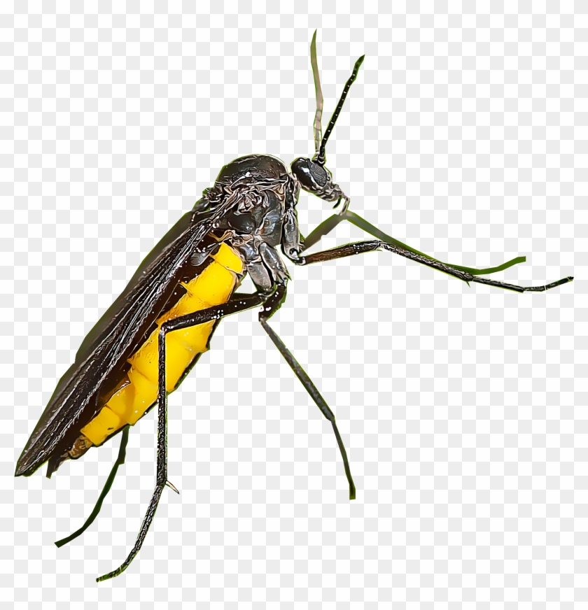 Fungus Gnats - Gnat Clipart (#4161493) - PikPng