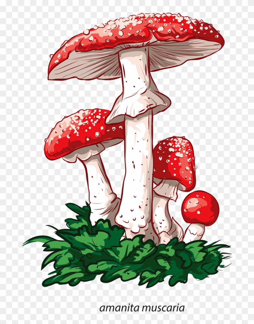 Fungus Drawing Tattoo - Funghi Velenosi Immagini E Nomi Clipart
