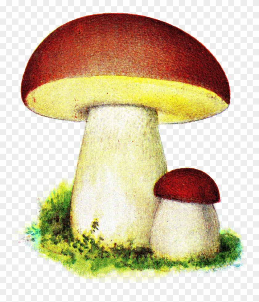 Karl Johanssvamp, Iduns Kokbok - Micologia Hongos Clipart #4161852