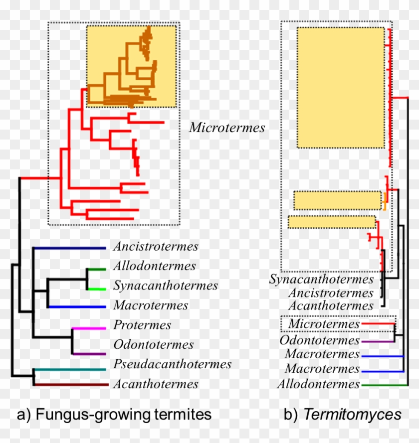 Representation Of The Phylogeny Of - Fungus Clade Clipart #4162002