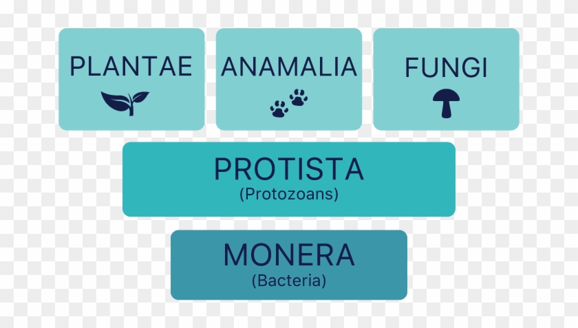 Kingdoms Of Organisms Chart - Graphic Design Clipart