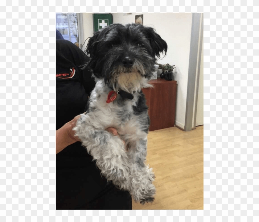 Photo Of Gizmo - Tibetan Terrier Clipart