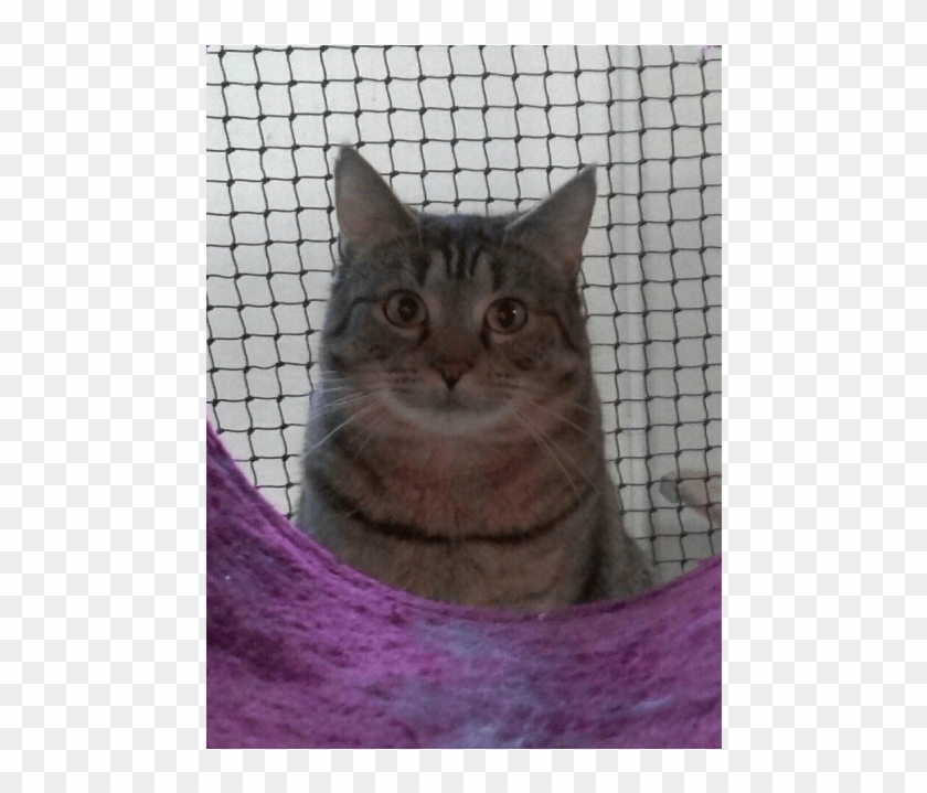 Photo Of Ac0560 Gizmo - Toledo Clipart