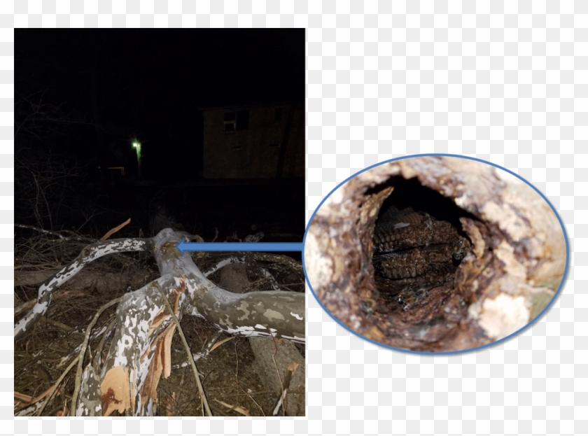 Feral Colony Inside The Cavity Of A Fallen Tree - Tree Clipart #4171414
