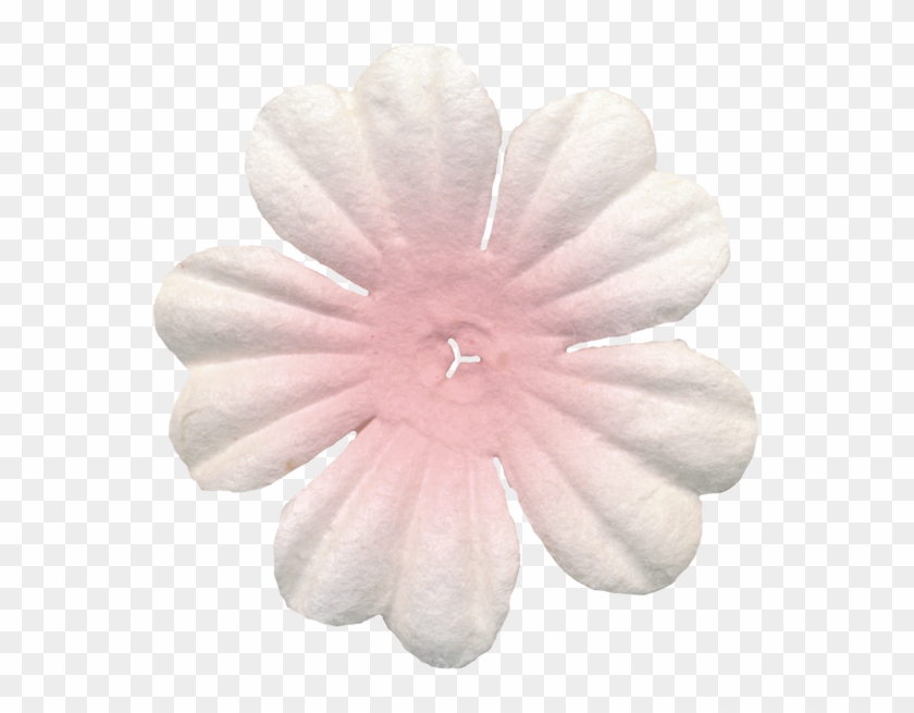 Flowers Of The Picnic Clipart - Impatiens - Png Download