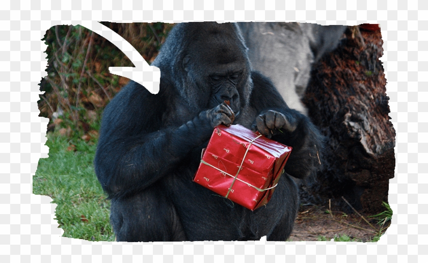 Animal Experiences - Gorilla Christmas Clipart
