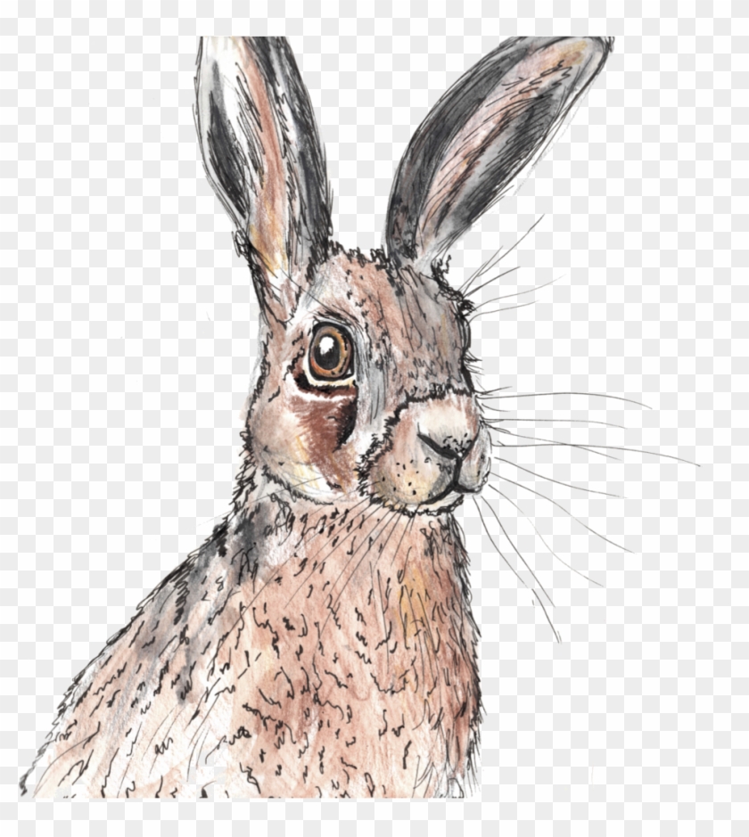 Img20171117 17544147 , Png Download - Antelope Jackrabbit Clipart #4174056