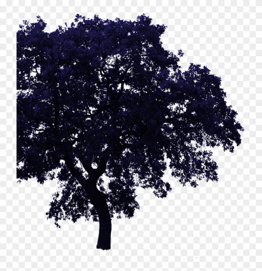 Tree Bg - Transparent Background Png Tree Clipart #4176892