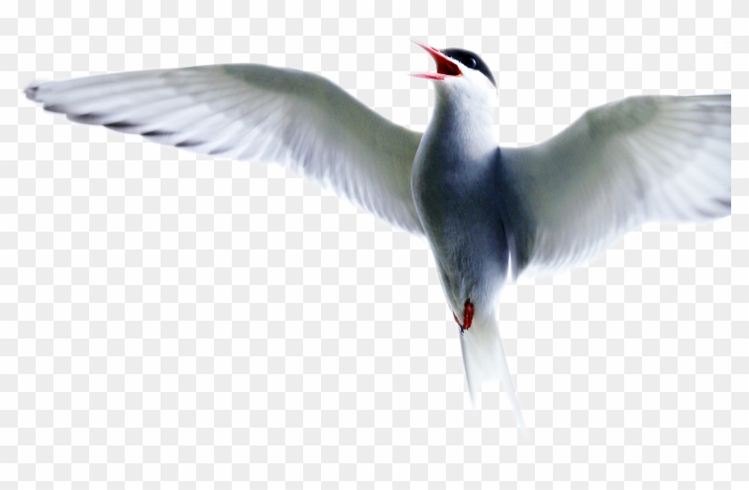 Arctic Tern Edited By K Abdelhamid - Arctic Tern Clipart