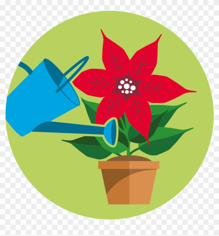 Colour - Png - Poinsettia Clipart