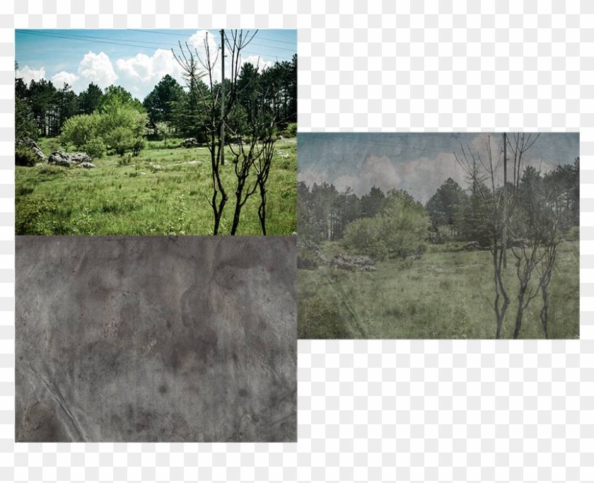 Fotografija - Grove Clipart