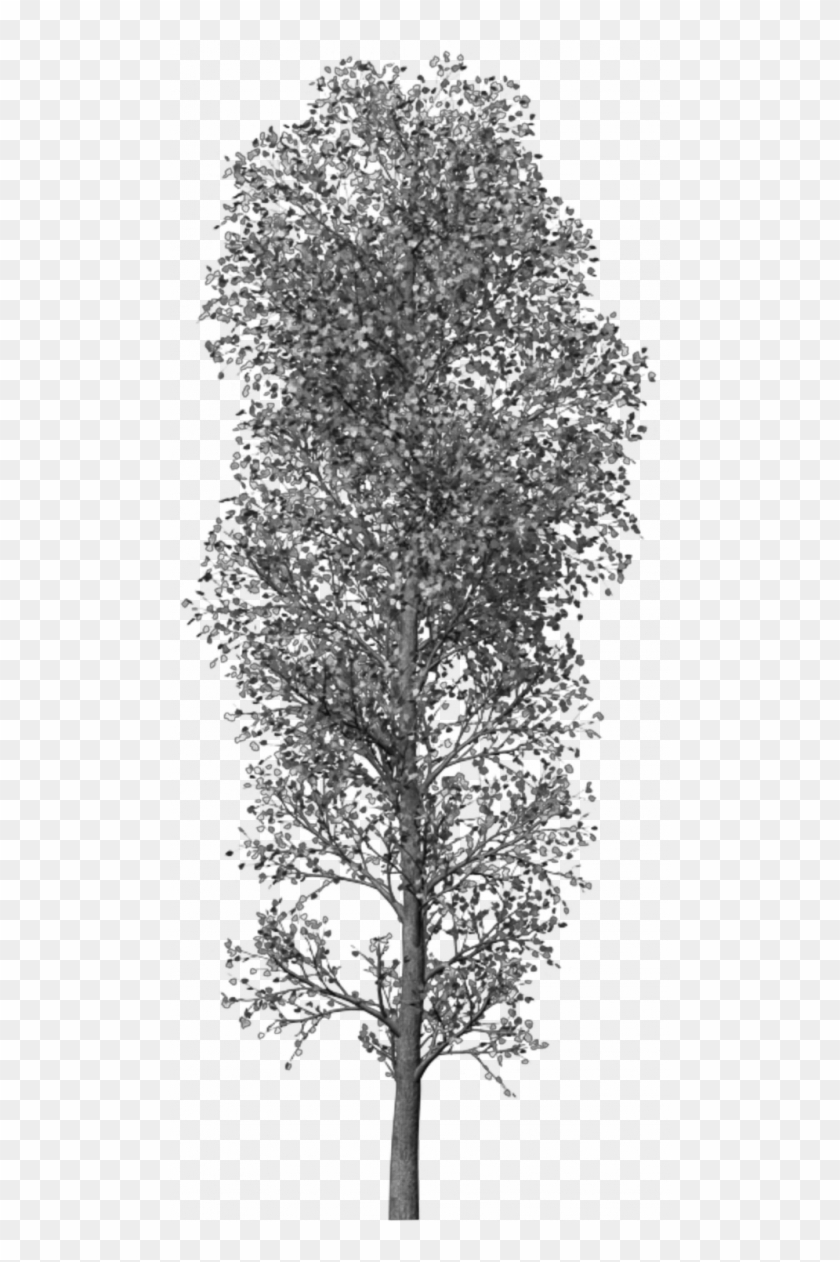 Photoshop Brushes Trees By Leaveseyes-d4ob0om - Mexican Pinyon Clipart #4180720
