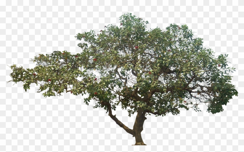 Png Trees - Coraltree Hospitality Clipart #4180728