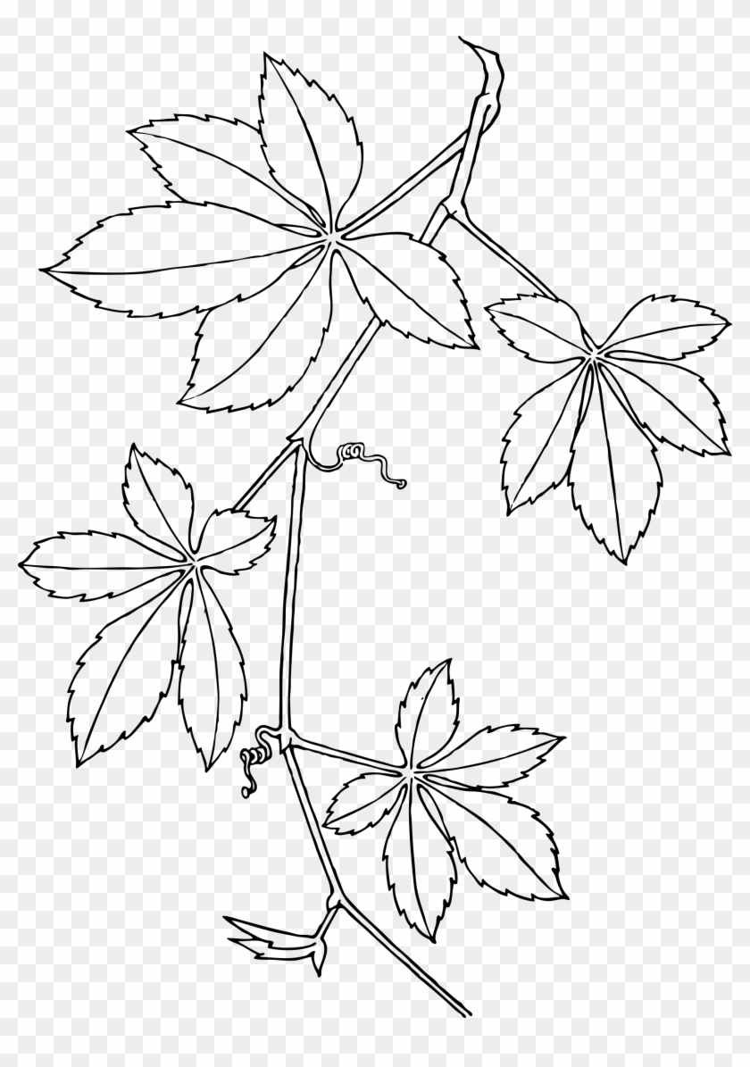 This Free Icons Png Design Of Virginia Creeper - Virginia Creeper Clipart #4186436