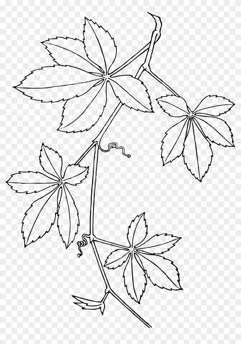 This Free Icons Png Design Of Virginia Creeper - Virginia Creeper Clipart