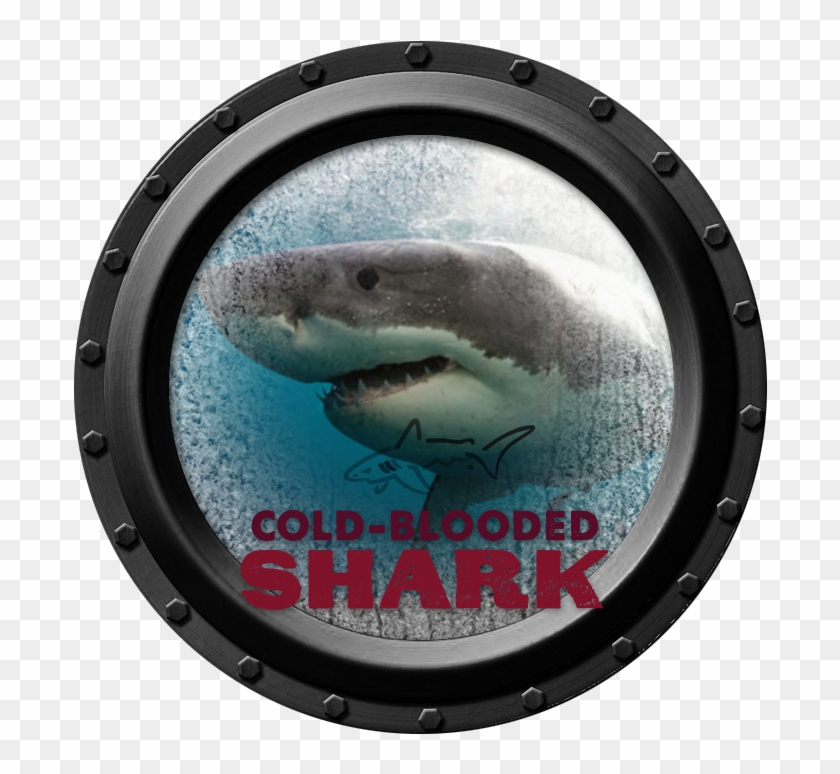 Piggly Wiggly In Menasha, Wi - Tiger Shark Clipart #4187005