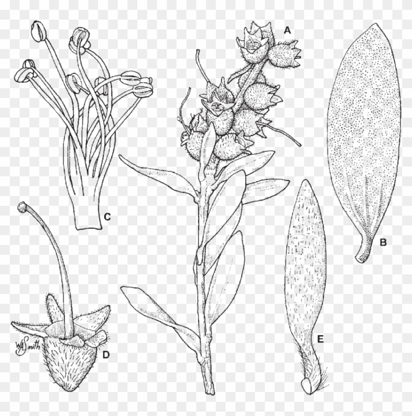 Branchlet With Young Infructescence ×3 - Drawing Clipart #4187485
