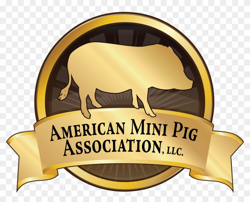 Baby Mini Pig Transparent Clipart