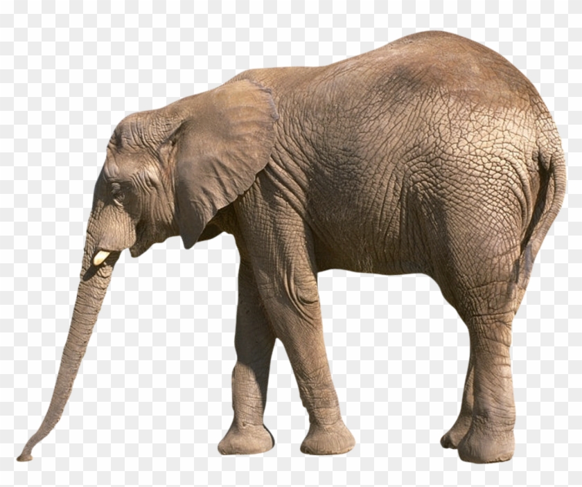 Elephants Background Png Image - Information About Elephant In English Clipart #4193881