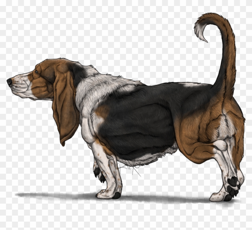 Basset Hound Png Photos - Basset Hounds Png Clipart #4195055