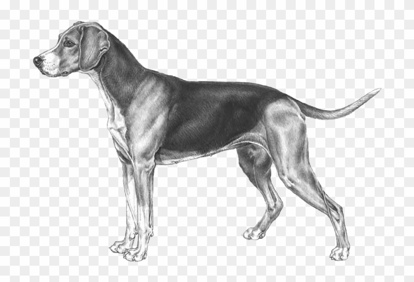 Finnish Hound - Finsk Stövare Clipart #4195186