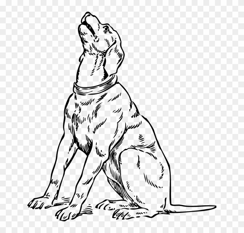Dog Canine Howl Barking Pet Hound Retriever - Dog Looking Up Drawing Clipart