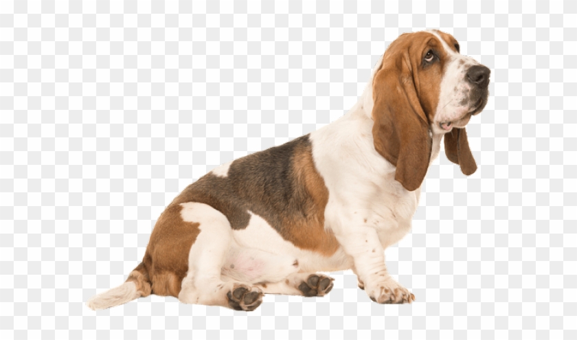 Dog Transparent Background Clipart #4195476