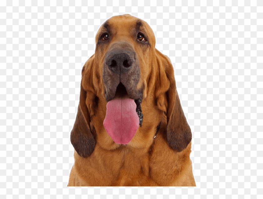 Bloodhound Drawing Basset Hound - Blood Hound Puppy Clipart
